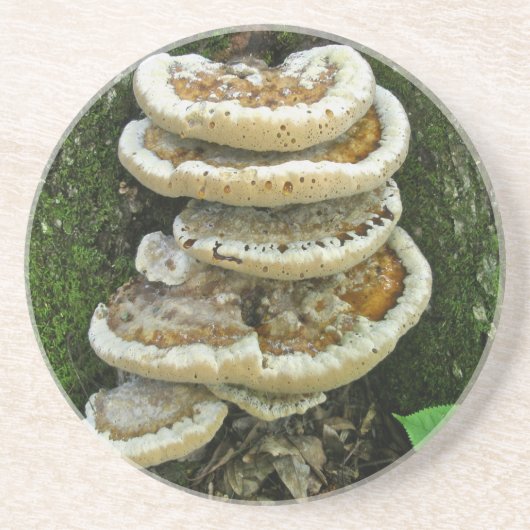 Shelf Fungi auf Stump Getränkeuntersetzer (Vorne)