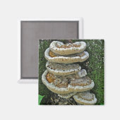 Shelf Fungi auf Stump Magnet (Vorderseite/Rückseite)