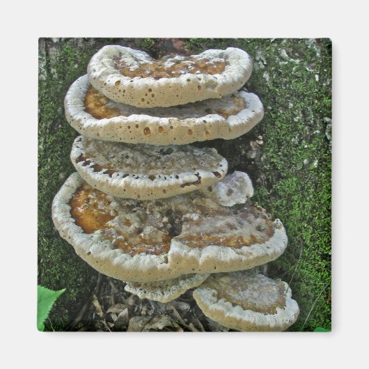 Shelf Fungi auf Stump Magnet (Vorne)