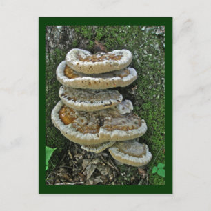 Shelf Fungi auf Stump Postkarte