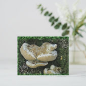 Shelf Fungi auf Stump Postkarte (Stehend Vorderseite)