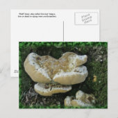Shelf Fungi auf Stump Postkarte (Vorne/Hinten)
