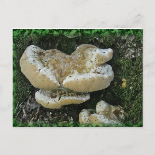Shelf Fungi auf Stump Postkarte (Vorderseite)
