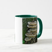 Shelf Fungi auf Stump Tasse (VorderseiteRechts)