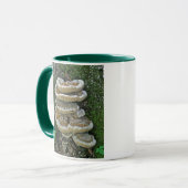 Shelf Fungi auf Stump Tasse (Vorderseite Links)