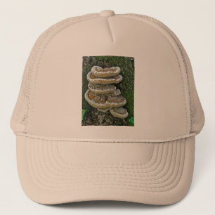 Shelf Fungi on Stump Truckerkappe