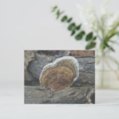 Shelf Fungus #3 Postkarte (Stehend Vorderseite)
