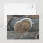 Shelf Fungus #3 Postkarte (Vorne/Hinten)