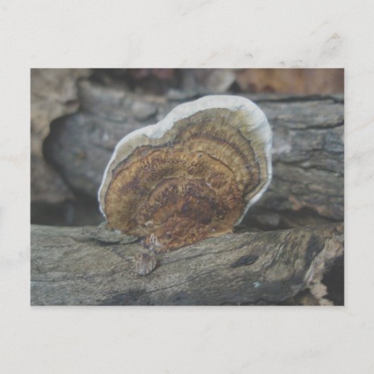 Shelf Fungus #3 Postkarte (Vorderseite)