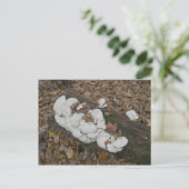 Shelf Fungus auf Postkarte (Stehend Vorderseite)