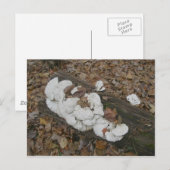 Shelf Fungus auf Postkarte (Vorne/Hinten)