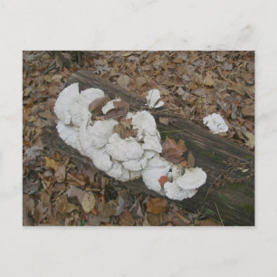 Shelf Fungus auf Postkarte