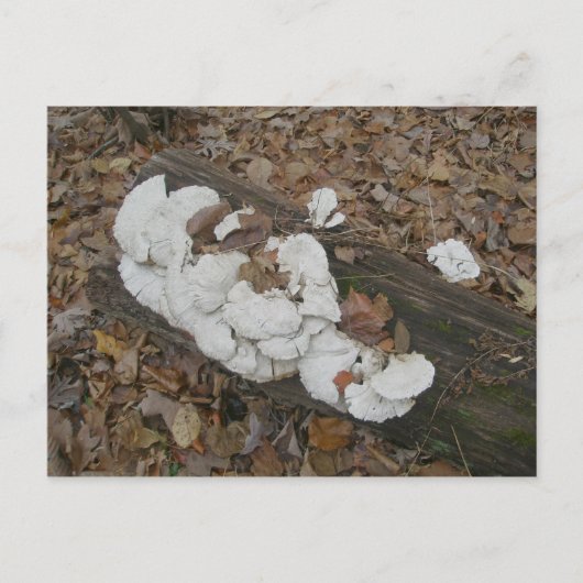 Shelf Fungus auf Postkarte (Vorderseite)