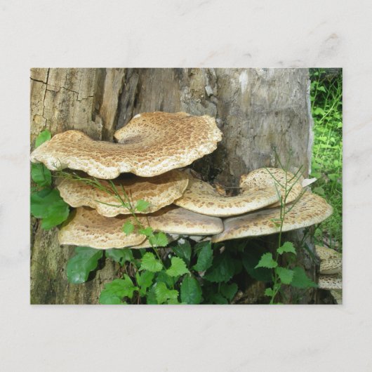 Shelf Fungus auf Stumpf Postkarte (Vorderseite)