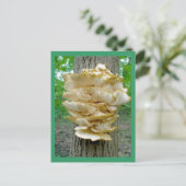 Shelf Fungus auf Tree Postkarte (Stehend Vorderseite)