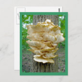 Shelf Fungus auf Tree Postkarte (Vorne/Hinten)
