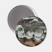 Shelf Fungus im Wald-Magnet Magnet (Vorderseite/Rückseite)