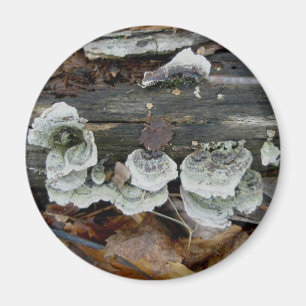 Shelf Fungus im Wald-Magnet Magnet