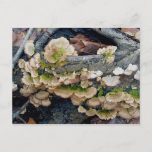 Shelf Fungus Kolonie auf dem Monte Tamaro Postkarte