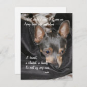 Shelter Dog - Chihuahua Feiertagskarte (Vorne/Hinten)