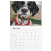 SHELTER HUNGS SIND DER BESTE KALENDER 2018 (Mär 2026)