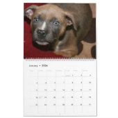 SHELTER HUNGS SIND DER BESTE KALENDER 2018 (Jan 2026)