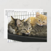 Shelter Kittens Postkarte (Vorne/Hinten)