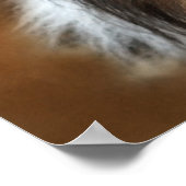 Shelti Sheep Dog Poster (Ecke)