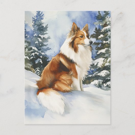 Sheltie 1 - Postkarte (Vorderseite)