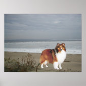 Sheltie am Strand Print Poster (Vorne)