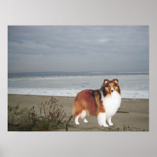 Sheltie am Strand Print Poster