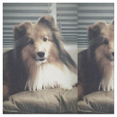 Sheltie auf fettem Viertel Stoff (Nahaufnahme)