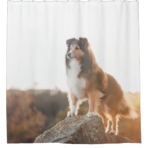 Sheltie auf Klippe protectng gehört während des Duschvorhang