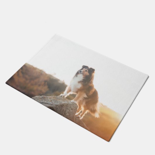 Sheltie auf Klippe protectng gehört während des Fußmatte (Schrägansicht)