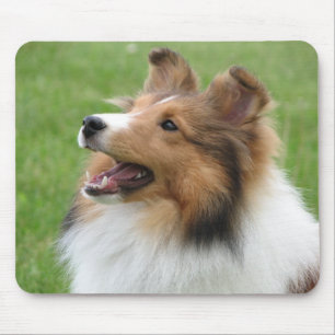 Sheltie auf mousepad