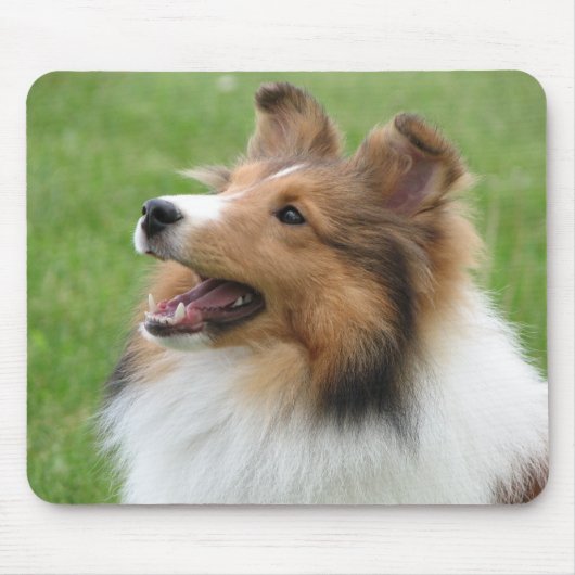 Sheltie auf mousepad (Vorne)