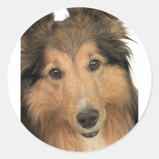 Sheltie-Aufkleber Runder Aufkleber (Vorderseite)