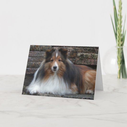 Sheltie Blank Grußkarte Karte (Vorderseite)