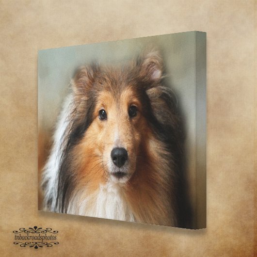 Sheltie Canine Leinwanddruck