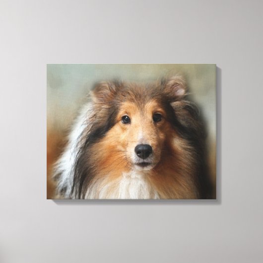 Sheltie Canine Leinwanddruck (Vorderseite)