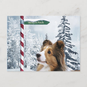 Sheltie Christmas Feiertagspostkarte