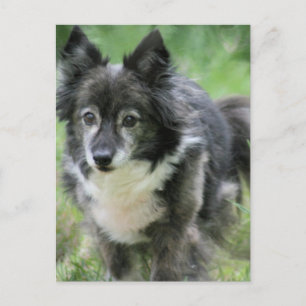 Sheltie Dog Picture Postcard Postkarte