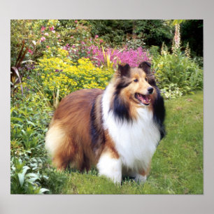 Sheltie Druck Poster