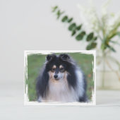 Sheltie Foto Postkarte (Stehend Vorderseite)