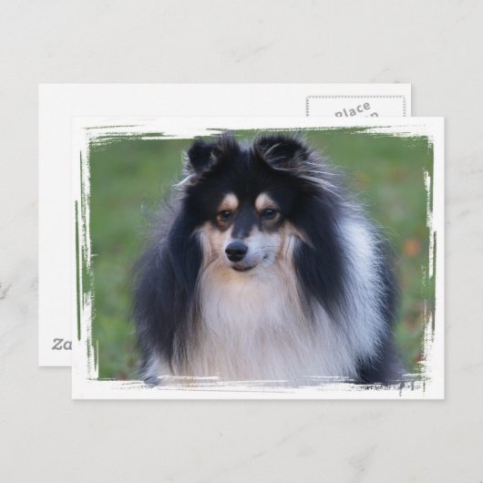 Sheltie Foto Postkarte (Vorne/Hinten)