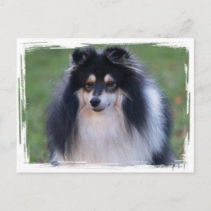 Sheltie Foto Postkarte