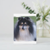Sheltie Foto Postkarte (Stehend Vorderseite)