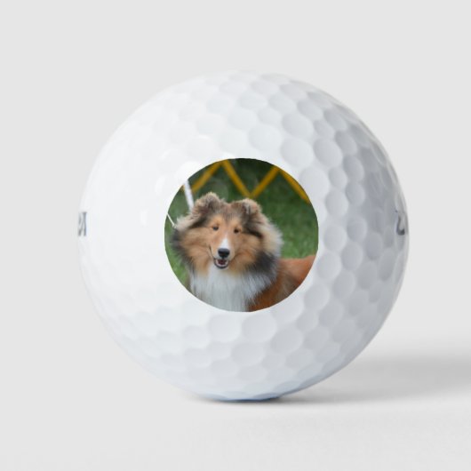 Sheltie Golfball (Vorderseite)