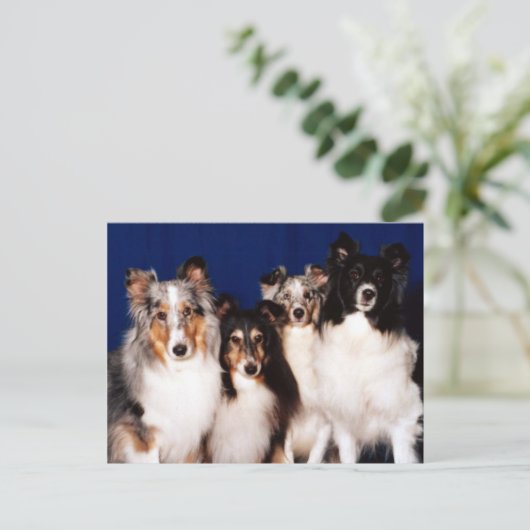 Sheltie Group Postkarte (Stehend Vorderseite)