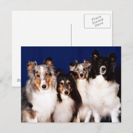 Sheltie Group Postkarte (Vorne/Hinten)